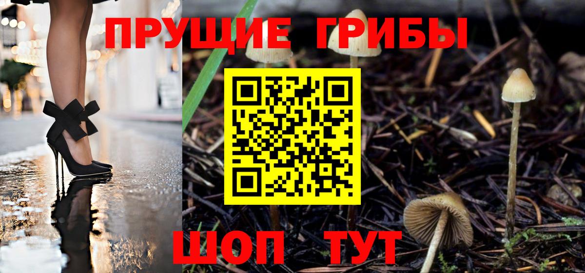 Псилоцибиновые грибы Psilocybe  Вход с VPN  Псилоцибиновые грибы Cubensis  Лесной 